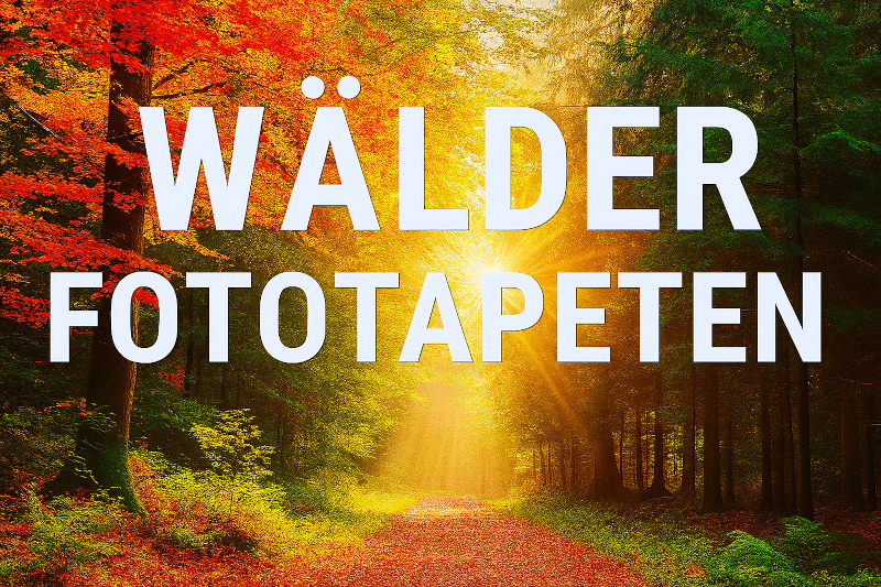 Farbenintensives Querbild mit herbstlichem Waldpfad, Sonnenstrahlen und leuchtendem Laub in Rot, Orange und Grün. Oben mittig steht in Großbuchstaben: „WÄLDER FOTOTAPETEN“.