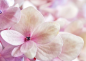 Preview: Fototapete 363326 Vlies 371 x 265 cm Magicwalls (UVP 314,95) versandkostenfrei in D*