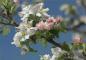 Preview: Fototapete 368 x 254 cm - 8-735 Primavera - versandkostenfrei in D*
