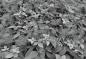Preview: Fototapete 368 x 254 cm - 8-914 Forest Floor - versandkostenfrei in D*