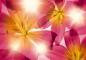 Preview: Fototapete 368 x 254 cm - 8-928 Summer Sun - versandkostenfrei in D*
