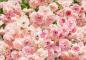 Preview: Fototapete 368 x 254 cm - 8-937 Rosa - versandkostenfrei in D*