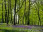Preview: Fototapete 368 x 254 cm - 98251 Clearing - versandkostenfrei in D*