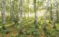 Preview: Fototapete auf Vlies SH043-VD4 - 400 x 250 cm - versandkostenfrei