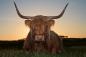 Preview: „Vlies-Fototapete MS-5-0462 mit Tiermotiv – flache Draufsicht auf das XXL-Design in 375×250 cm“