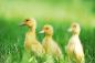 Preview: „Vlies-Fototapete MS-5-0470 mit Tiermotiv – flache Draufsicht auf das XXL-Design in 375×250 cm“