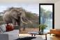 Preview: „Tiermotiv-Fototapete MS-5-0495 als Blickfang im Wohnzimmer – lebendige Farben und räumliche Tiefe“