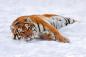 Preview: „Vlies-Fototapete MS-5-0595 mit Tiermotiv – flache Draufsicht auf das XXL-Design in 375×250 cm“