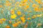 Preview: Vlies-Fototapete MS-5-1290 – Draufsicht auf florales Dessin mit warmen Farbtönen, Format 375 × 250 cm, brillante Druckqualität.