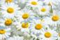 Preview: Vlies-Fototapete MS-5-1296 – Draufsicht auf florales Dessin mit warmen Farbtönen, Format 375 × 250 cm, brillante Druckqualität.
