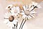 Preview: Vlies-Fototapete MS-5-1305 – Draufsicht auf florales Dessin mit warmen Farbtönen, Format 375 × 250 cm, brillante Druckqualität.