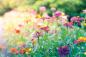 Preview: Vlies-Fototapete MS-5-1317 – Draufsicht auf florales Dessin mit warmen Farbtönen, Format 375 × 250 cm, brillante Druckqualität.