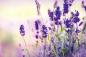 Preview: Vlies-Fototapete MS-5-1318 – Draufsicht auf florales Dessin mit warmen Farbtönen, Format 375 × 250 cm, brillante Druckqualität.