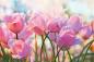 Preview: Vlies-Fototapete MS-5-1319 – Draufsicht auf florales Dessin mit warmen Farbtönen, Format 375 × 250 cm, brillante Druckqualität.