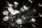 Preview: Vlies-Fototapete MS-5-1321 – Draufsicht auf florales Dessin mit warmen Farbtönen, Format 375 × 250 cm, brillante Druckqualität.