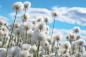 Preview: Vlies-Fototapete MS-5-1322 – Draufsicht auf florales Dessin mit warmen Farbtönen, Format 375 × 250 cm, brillante Druckqualität.