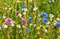 Preview: Vlies-Fototapete MS-5-1333 – Draufsicht auf florales Dessin mit warmen Farbtönen, Format 375 × 250 cm, brillante Druckqualität.