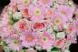 Preview: Vlies-Fototapete MS-5-1336 – Draufsicht auf florales Dessin mit warmen Farbtönen, Format 375 × 250 cm, brillante Druckqualität.
