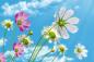 Preview: Vlies-Fototapete MS-5-1344 – Draufsicht auf florales Dessin mit warmen Farbtönen, Format 375 × 250 cm, brillante Druckqualität.
