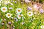 Preview: Vlies-Fototapete MS-5-1345 – Draufsicht auf florales Dessin mit warmen Farbtönen, Format 375 × 250 cm, brillante Druckqualität.