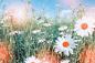 Preview: Vlies-Fototapete MS-5-1349 – Draufsicht auf florales Dessin mit warmen Farbtönen, Format 375 × 250 cm, brillante Druckqualität.