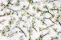 Preview: Vlies-Fototapete MS-5-1351 – Draufsicht auf florales Dessin mit warmen Farbtönen, Format 375 × 250 cm, brillante Druckqualität.