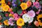 Preview: Vlies-Fototapete MS-5-1356 – Draufsicht auf florales Dessin mit warmen Farbtönen, Format 375 × 250 cm, brillante Druckqualität.