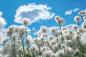 Preview: Vlies-Fototapete MS-5-1364 – Draufsicht auf florales Dessin mit warmen Farbtönen, Format 375 × 250 cm, brillante Druckqualität.