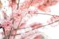 Preview: Vlies-Fototapete MS-5-1367 – Draufsicht auf florales Dessin mit warmen Farbtönen, Format 375 × 250 cm, brillante Druckqualität.
