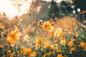 Preview: Vlies-Fototapete MS-5-1370 – Draufsicht auf florales Dessin mit warmen Farbtönen, Format 375 × 250 cm, brillante Druckqualität.