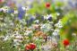 Preview: Vlies-Fototapete MS-5-1371 – Draufsicht auf florales Dessin mit warmen Farbtönen, Format 375 × 250 cm, brillante Druckqualität.
