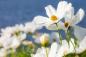 Preview: Vlies-Fototapete MS-5-1373 – Draufsicht auf florales Dessin mit warmen Farbtönen, Format 375 × 250 cm, brillante Druckqualität.