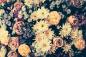 Preview: Vlies-Fototapete MS-5-1378 – Draufsicht auf florales Dessin mit warmen Farbtönen, Format 375 × 250 cm, brillante Druckqualität.
