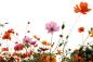 Preview: Vlies-Fototapete MS-5-1381 – Draufsicht auf florales Dessin mit warmen Farbtönen, Format 375 × 250 cm, brillante Druckqualität.