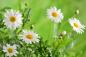 Preview: Vlies-Fototapete MS-5-1387 – Draufsicht auf florales Dessin mit warmen Farbtönen, Format 375 × 250 cm, brillante Druckqualität.