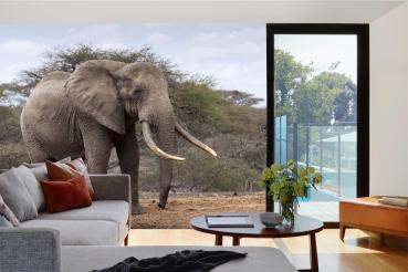 „Tiermotiv-Fototapete MS-5-0495 als Blickfang im Wohnzimmer – lebendige Farben und räumliche Tiefe“