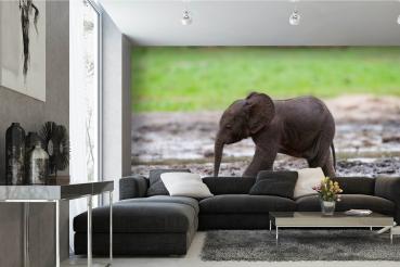 „Tiermotiv-Fototapete MS-5-0498 als Blickfang im Wohnzimmer – lebendige Farben und räumliche Tiefe“