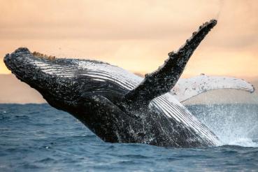 „Vlies-Fototapete MS-5-0508 mit Tiermotiv – flache Draufsicht auf das XXL-Design in 375×250 cm“