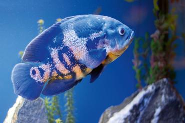 „Vlies-Fototapete MS-5-0510 mit Tiermotiv – flache Draufsicht auf das XXL-Design in 375×250 cm“