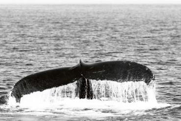 „Vlies-Fototapete MS-5-0513 mit Tiermotiv – flache Draufsicht auf das XXL-Design in 375×250 cm“