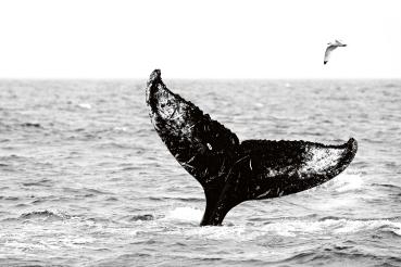 „Vlies-Fototapete MS-5-0517 mit Tiermotiv – flache Draufsicht auf das XXL-Design in 375×250 cm“
