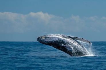 „Vlies-Fototapete MS-5-0519 mit Tiermotiv – flache Draufsicht auf das XXL-Design in 375×250 cm“
