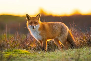 „Vlies-Fototapete MS-5-0613 mit Tiermotiv – flache Draufsicht auf das XXL-Design in 375×250 cm“