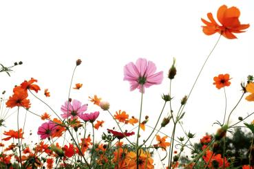 Vlies-Fototapete MS-5-1381 – Draufsicht auf florales Dessin mit warmen Farbtönen, Format 375 × 250 cm, brillante Druckqualität.
