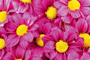 Vlies-Fototapete MS-5-1385 – Draufsicht auf florales Dessin mit warmen Farbtönen, Format 375 × 250 cm, brillante Druckqualität.