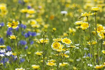 Vlies-Fototapete MS-5-1386 – Draufsicht auf florales Dessin mit warmen Farbtönen, Format 375 × 250 cm, brillante Druckqualität.