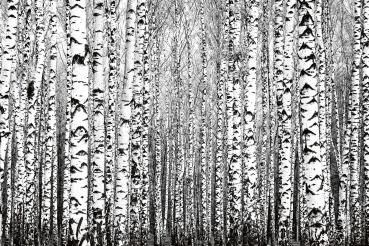 Detailansicht der Vlies-Fototapete MS-5-1906 mit Waldmotiv in XXL