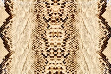 „Strukturmotiv der Vlies-Fototapete MS-5-2582 in Draufsicht – detailreiche Oberfläche mit räumlicher Wirkung im Format 375×250 cm“