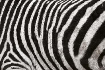 „Strukturmotiv der Vlies-Fototapete MS-5-2586 in Draufsicht – detailreiche Oberfläche mit räumlicher Wirkung im Format 375×250 cm“