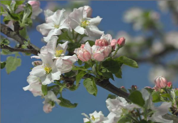 Fototapete 368 x 254 cm - 8-735 Primavera - versandkostenfrei in D*